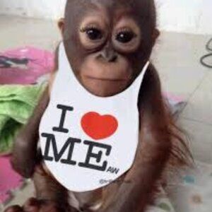 Meet your Posher, Harry